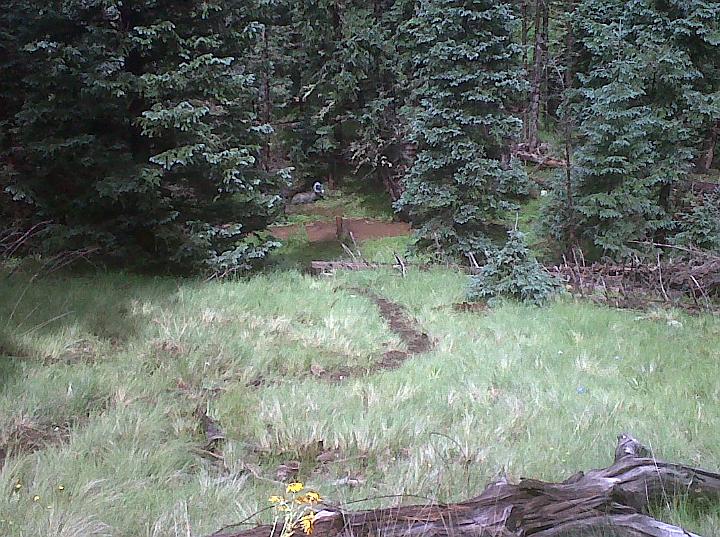 IMG00123-20100724-1502.jpg - Look closely for the bedded bighorn.  Blackberry photo, threatening clouds scared the Rebel into hiding in the truck.  Sample of what we were shooting.  Target was set for 45yd downhill shot.