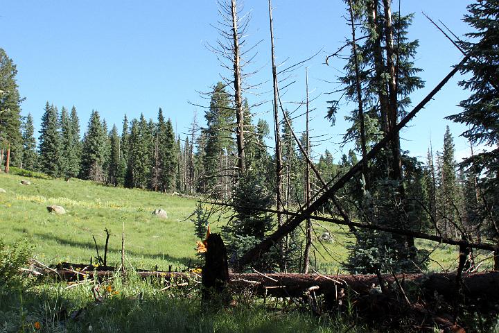 IMG_1330.jpg - Wonder why elk thrive in this country????